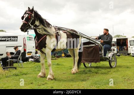 Un cheval coloré tirant un homme dans un piège. Appleby Horse Fair, Appleby à Westmorland, Cumbria Banque D'Images