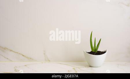 Plante médicinale d'aloe vera, également appelée aloe vera, aloe de la Barbade ou aloe de la Barbade. Banque D'Images