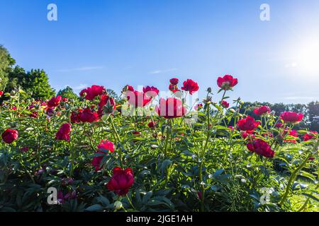 Les fleurs de la rose rouge de Paeonia fleurissent dans le jardin d'été Banque D'Images