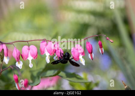 Une grosse abeille en bois bleu recherche du pollen sur une fleur de coeur, Lamprocapnos spectabilis. Banque D'Images