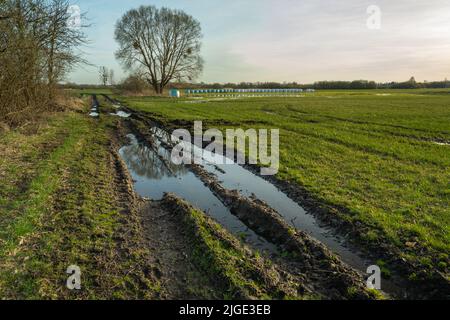 L'eau sur une route de campagne et un grand arbre, printemps vue rurale Banque D'Images