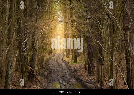 Route boueuse dans la forêt sombre et lumière ensoleillée au loin Banque D'Images