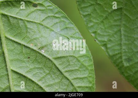 Thrips et sous une feuille de pomme de terre endommagée. Banque D'Images