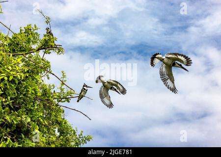 Des pêcheurs à pied mâles et femelles, ceryle rudris, perchés sur un arbre, en vol et en plongée pour le poisson. Lac Edward, Ouganda. L'accent est mis sur les oiseaux perchés Banque D'Images