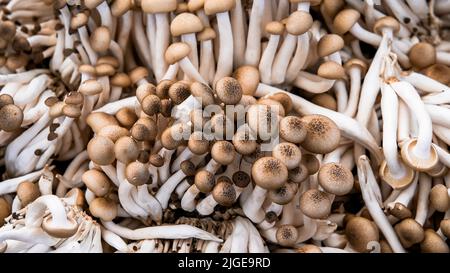 Gros plan sur l'arrière-plan des champignons de hêtre brun Banque D'Images