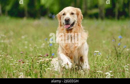 Chien souriant qui court dans la nature Banque D'Images