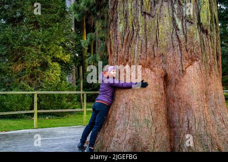 Femme embrassant un grand arbre de mammouth en bois rouge sur insel Mainau au lac de Constance. Banque D'Images