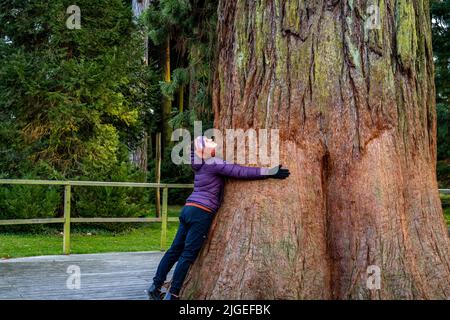 Femme embrassant un grand arbre de mammouth en bois rouge sur insel Mainau au lac de Constance. Banque D'Images