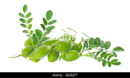 Pois chiches verts dans la gousse avec des feuilles vertes, isolés sur fond blanc. Cicer arietinum. Masque Banque D'Images