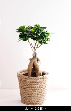 Ficus microcarpa Ginseng plante ornementale en pot pour le jardinage Banque D'Images