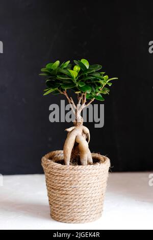 Ficus microcarpa Ginseng plante ornementale en pot pour le jardinage Banque D'Images