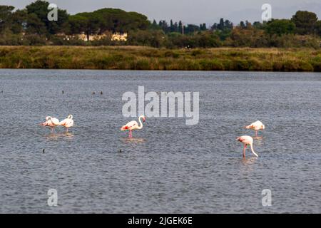 Flamants roses en Camargue près de Montpellier, France Banque D'Images