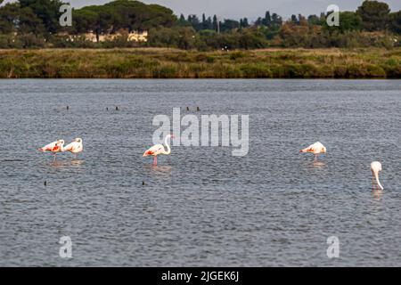 Flamants roses en Camargue près de Montpellier, France Banque D'Images