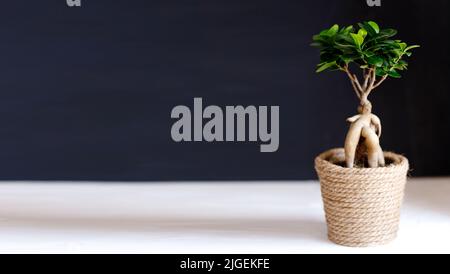 Ficus microcarpa Ginseng plante ornementale en pot pour le jardinage Banque D'Images