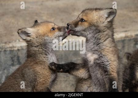 Les ensembles de renard roux se ruisent au printemps au parc national de Grand Teton, à Moose, Wyoming. Banque D'Images