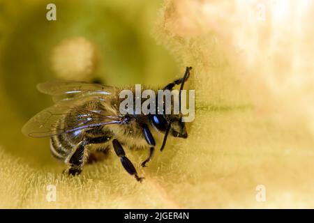 Abeille sur une fleur de citrouille Banque D'Images