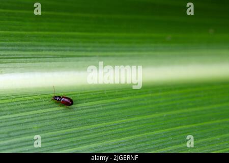 Un très petit coléoptère terrestre (famille des Carabidés) qui grimpe sur une feuille de maïs. Banque D'Images