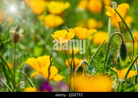 fleurs de pavot de californie jaune sur la prairie d'été. Mise au point sélective Banque D'Images