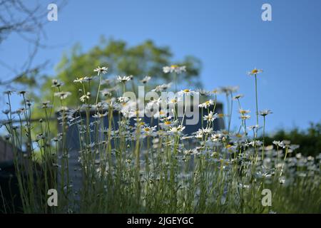 Un cliché sélectif de fleurs de camomille Banque D'Images