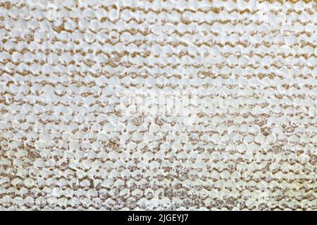 miel frais en nid d'abeille recouvert de couvercles en cire, miel naturel mûr. Banque D'Images
