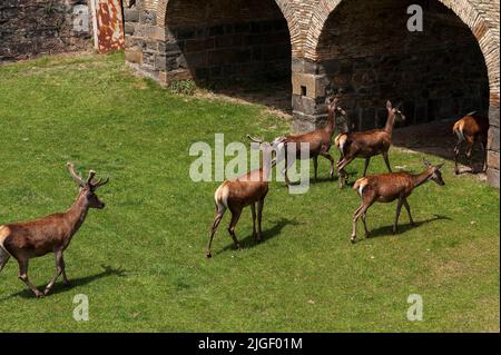 Jaca, province de Huesca, Espagne : Cerf rouge (Cervus elaphus) marchant dans la douve sèche entourant la Ciudadela de Jaca pentagonale ou Castillo de San Pedro, la Citadelle de Jaca ou le château de Saint-Pierre commencé en 1592 par le roi Philippe II pour défendre l'approche pyrénéenne de son royaume contre les protestants français. D0889.B0683 Banque D'Images