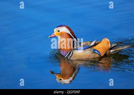 Le canard mandarin (Aix galericulata) mâle nageant dans le lac, perçant un oiseau originaire du Paléarctique oriental, oiseau d'eau de la famille Anatidae. Banque D'Images