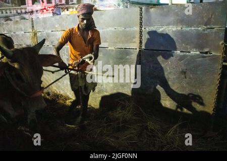 Dhaka, Bangladesh. 8th juillet 2022. Vendeurs vendant des vaches sur le marché pour EID-UL-ADHA. EID-UL-ADHA est le plus grand festival de 2nd pour les musulmans. Les gens sacrifient les vaches et les chèvres dans ce festival. Cette image a été prise le 2022-07-07, à partir du marché de la vache Shahajanpur EID-UL-ADHA, Dhaka. (Credit image: © Md. Noor Hossain/Pacific Press via ZUMA Press Wire) Banque D'Images