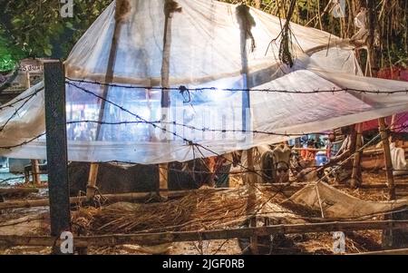 Dhaka, Bangladesh. 8th juillet 2022. Vendeurs vendant des vaches sur le marché pour EID-UL-ADHA. EID-UL-ADHA est le plus grand festival de 2nd pour les musulmans. Les gens sacrifient les vaches et les chèvres dans ce festival. Cette image a été prise le 2022-07-07, à partir du marché de la vache Shahajanpur EID-UL-ADHA, Dhaka. (Credit image: © Md. Noor Hossain/Pacific Press via ZUMA Press Wire) Banque D'Images