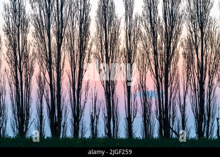 Ciel bleu et rose pastel à l'aube derrière une rangée de peupliers sans feuilles dans le Kent, en Angleterre. Les arbres sont silhouetés et remplissent le cadre. Banque D'Images