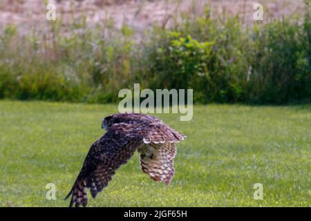 Un grand hibou côtier à cornes qui prend son envol de son nid printanier au-dessus de la voie navigable inter côtière en Caroline du Nord aux États-Unis. Banque D'Images