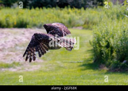 Un grand hibou côtier à cornes qui prend son envol de son nid printanier au-dessus de la voie navigable inter côtière en Caroline du Nord aux États-Unis. Banque D'Images