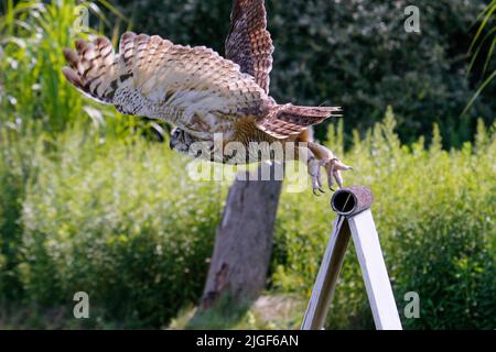 Un grand hibou côtier à cornes qui prend son envol de son nid printanier au-dessus de la voie navigable inter côtière en Caroline du Nord aux États-Unis. Banque D'Images