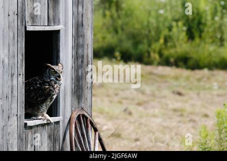 Un grand hibou côtier à cornes qui prend son envol de son nid printanier au-dessus de la voie navigable inter côtière en Caroline du Nord aux États-Unis. Banque D'Images