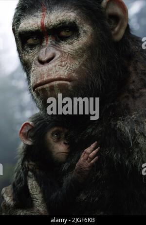 César, l'AUBE DE LA PLANÈTE DES SINGES, 2014 Banque D'Images