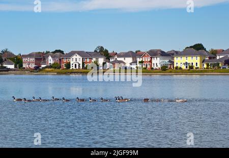 Les oies nageant de l'autre côté du lac avec leurs jeunes, et les maisons de l'autre côté du lac à Watermead, Aylesbury, Buckinghamshire, Royaume-Uni Banque D'Images