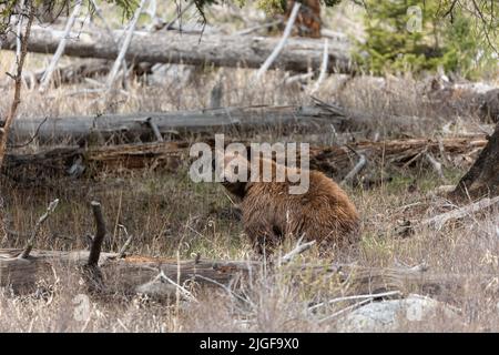Cannelle américaine Banque D'Images