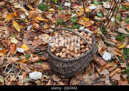 un panier de noix en osier se dresse au milieu des feuilles d'automne tombées Banque D'Images