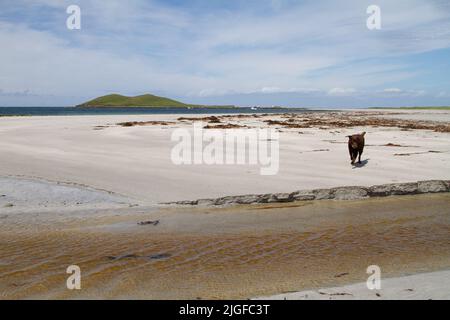 Chien brun sur Gearraidh na Monadh Beach, Sud Uist avec Orasay Island en arrière-plan Banque D'Images