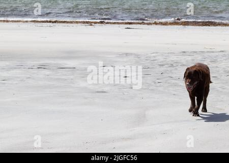 Chocolate Labrador, âgé, qui traîne sur du sable blanc sur Gearraidh na Monadh Beach, South Uist Banque D'Images