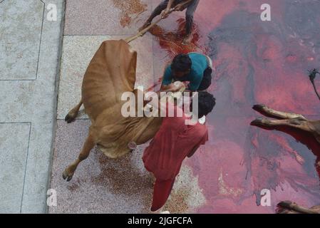 10 juillet 2022, Lahore, Punjab, Pakistan: Des dévots musulmans pakistanais abattent des vaches après la prière d'Eid al-Adha, le Festival du sacrifice (Qurbani) à la mosquée de Darul Uloom Jamia Naeemia avec des SOP à Lahore. Les musulmans célèbrent Eid al-Adha ou Fête du sacrifice, la deuxième des deux fêtes islamiques célébrées dans le monde entier marquant la fin du pèlerinage annuel ou du Hajj à la ville sainte saoudienne de la Mecque et marque la volonté du prophète Ibrahim, Abraham aux chrétiens et aux juifs, de sacrifier son fils. Pendant les vacances, qui dure dans la plupart des endroits quatre jours, les musulmans abattant des moutons, des chèvres, c Banque D'Images