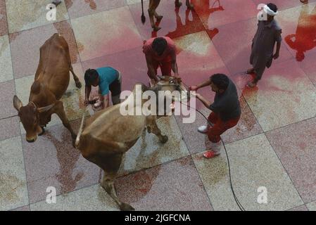 10 juillet 2022, Lahore, Punjab, Pakistan: Des dévots musulmans pakistanais abattent des vaches après la prière d'Eid al-Adha, le Festival du sacrifice (Qurbani) à la mosquée de Darul Uloom Jamia Naeemia avec des SOP à Lahore. Les musulmans célèbrent Eid al-Adha ou Fête du sacrifice, la deuxième des deux fêtes islamiques célébrées dans le monde entier marquant la fin du pèlerinage annuel ou du Hajj à la ville sainte saoudienne de la Mecque et marque la volonté du prophète Ibrahim, Abraham aux chrétiens et aux juifs, de sacrifier son fils. Pendant les vacances, qui dure dans la plupart des endroits quatre jours, les musulmans abattant des moutons, des chèvres, c Banque D'Images