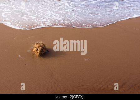 La souche d'herbe sèche est lavée à terre par les vagues de mer. Une touffe d'herbe et d'algues se trouve à la plage. Magnifique paysage de mer avec sable et vagues. Banque D'Images