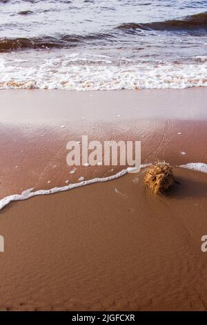 La souche d'herbe sèche est lavée à terre par les vagues de mer. Une touffe d'herbe et d'algues se trouve à la plage. Magnifique paysage de mer avec sable et vagues. Banque D'Images