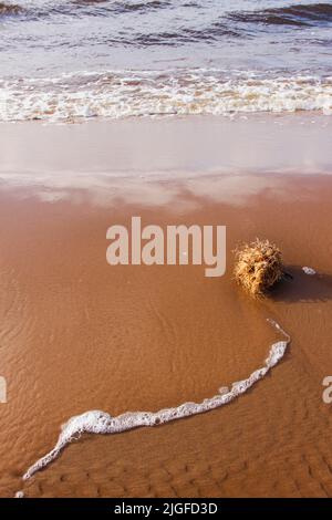 La souche d'herbe sèche est lavée à terre par les vagues de mer. Une touffe d'herbe et d'algues se trouve à la plage. Magnifique paysage de mer avec sable et vagues. Banque D'Images