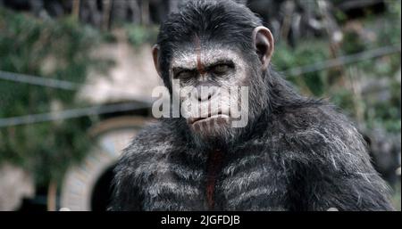 César, l'AUBE DE LA PLANÈTE DES SINGES, 2014 Banque D'Images