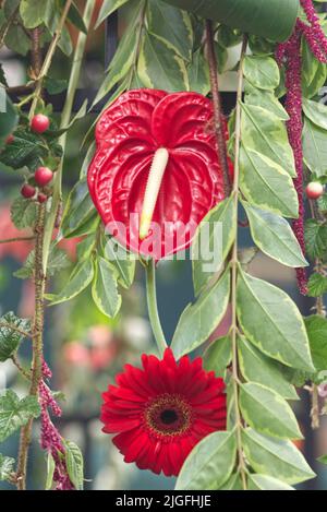 Anthurium andraeanum, Linden ex Andre, Lily Flamingo Banque D'Images