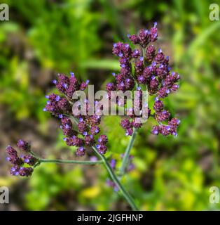 Verveine bonariensis plante herbacée pourpre vivace été automne fleur communément connu sous le nom de pourpre top ou vervain argentin Banque D'Images