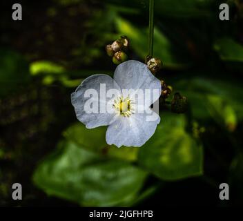 Burhead rampant ou Echinodorus Cordifolius. Belle petite fleur blanche de Burhead rampant ou Echinodorus Cordifolius est une plante aquatique Banque D'Images