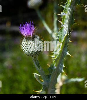 Coton Thistle Onopordon acanthium cultivar, gros plan de la tête de fleur. Banque D'Images