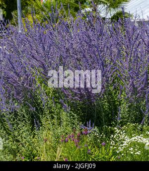 Sauge russe (Perovskia atriplicifolia), Lamiaceae Banque D'Images